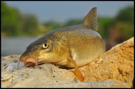 fishing time - imagescaqisq0g.jpg